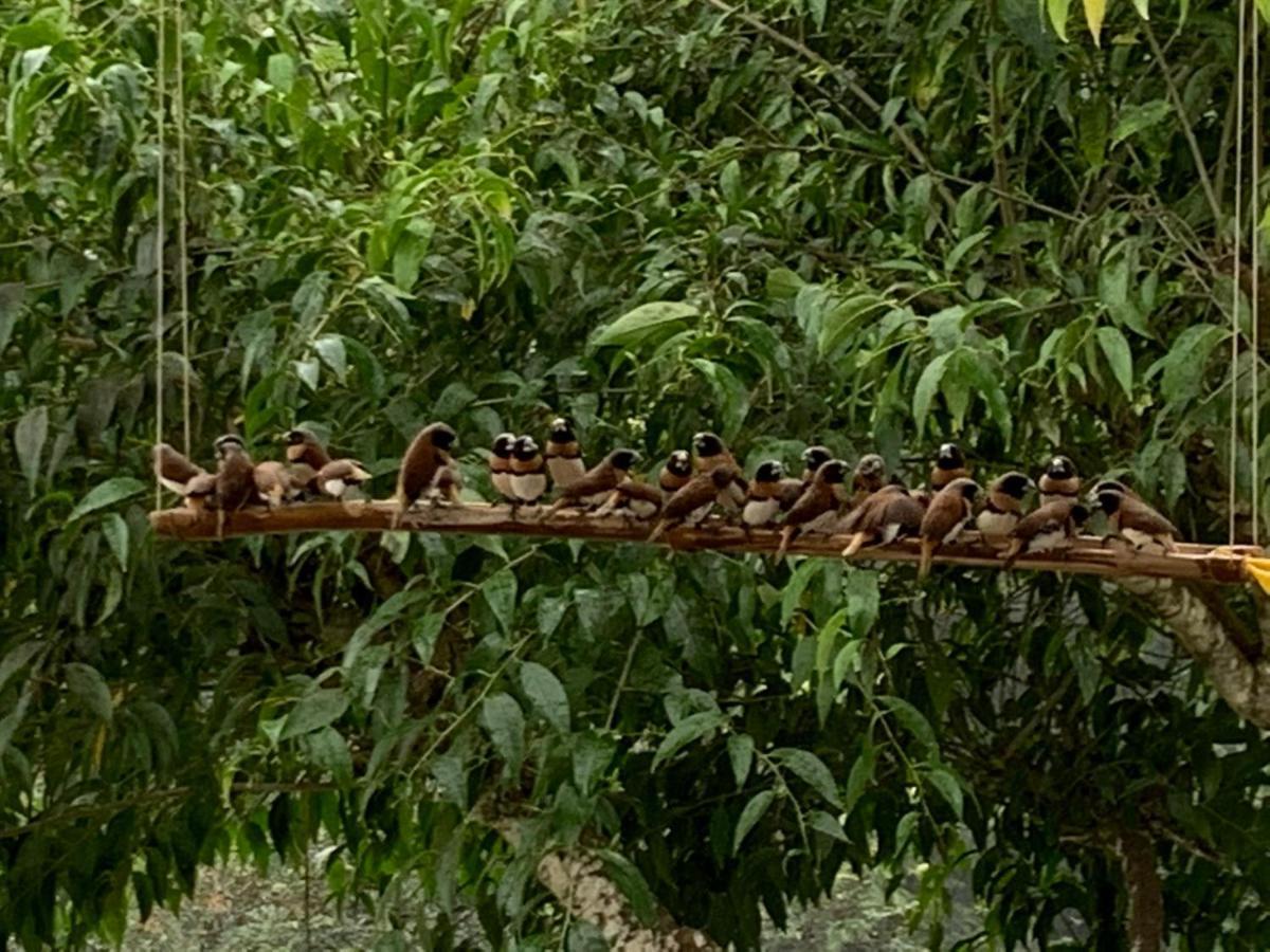 Fare Manatea 19 Villa Papeete  Kültér fotó